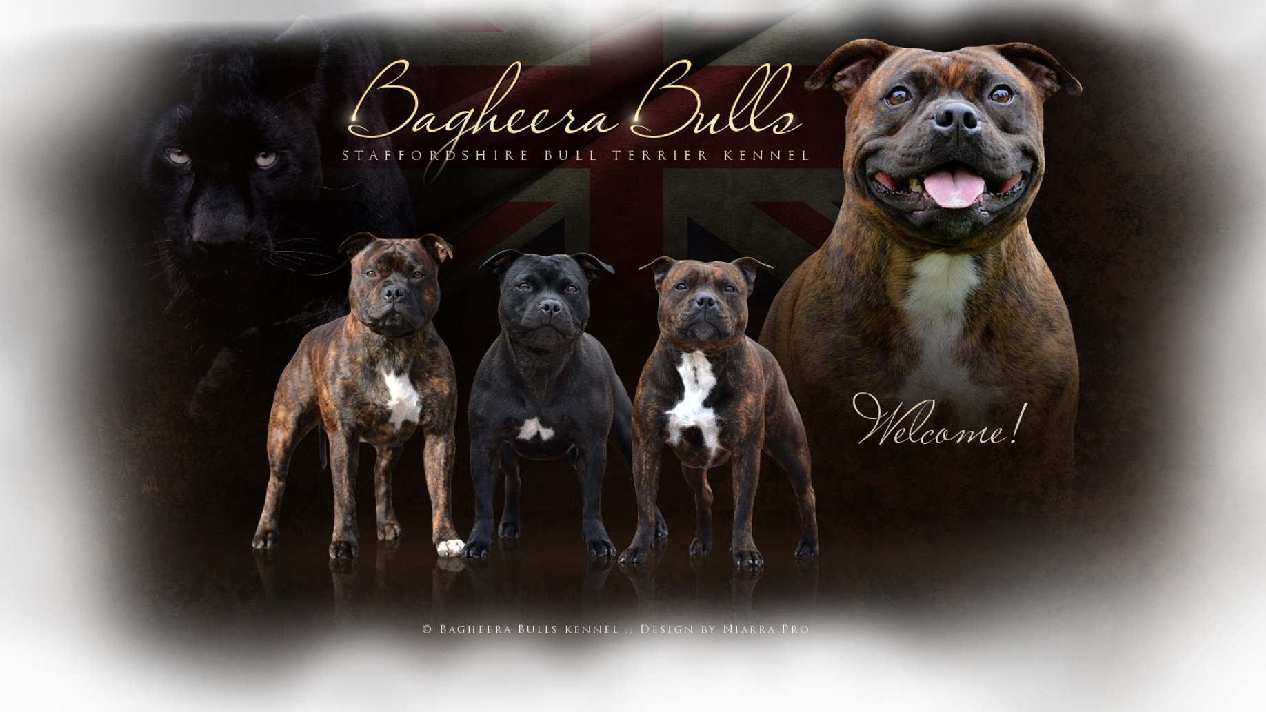 Staffordshire Bull Terrier kennel Bagheera Bulls
