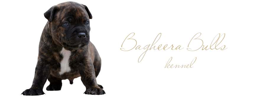 Bagheera Bulls